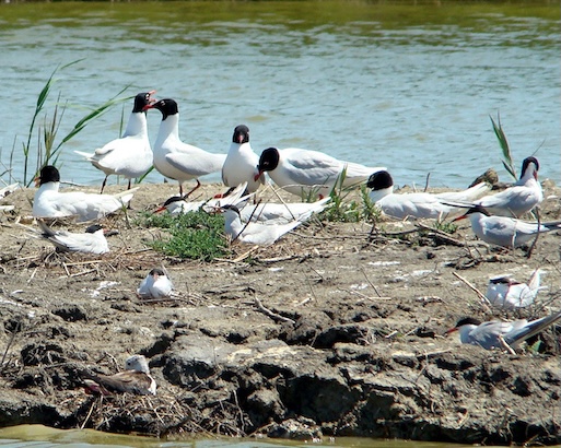 Mediterranean gull